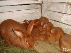 Кролики красные новозеландские