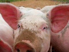 Закупаем свиней живым весом Ростовская область Бел