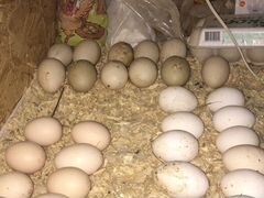 Яйца индоуток (мускусные)