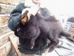 Продажа кроликов на племя мясная порода