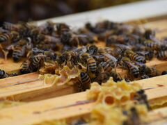 Улья с пчёлами