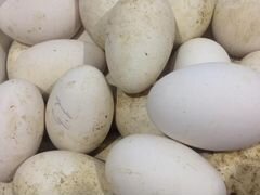 Гусиное яйцо инкубационное