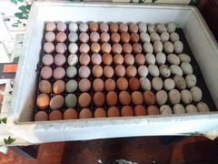 Инкубационные яйца. Цыплята