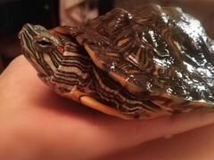 Черепаха в добрые руки