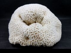 Коралл натуральный "мозговик"