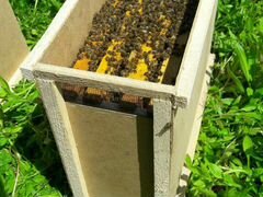 Пчелы, пчелопакеты