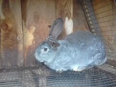 Кролики самцы и самки на разведение