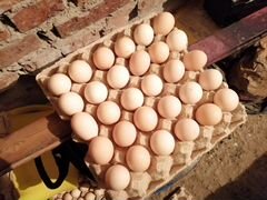Яйца инкубационные Брамы куропатчатой