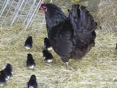 Джерсийский гигант-подрошенные цыплята и молодки