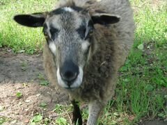 Молодая овца. Романовская