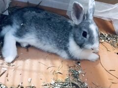 Продаю карликового кролика