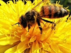 Пчелы многокорпусного содержания