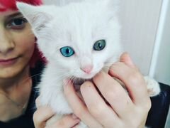 Кошечка с разными глазками