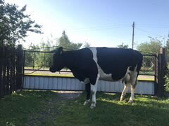 Корова 3 года и Телка 1,5года