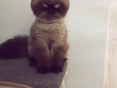 Вязка персидский кошки