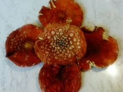 Мухомор красный (лат. Amanita muscaria)