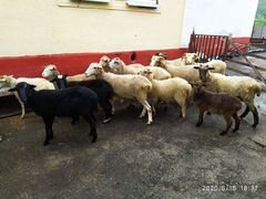 Овцы оптом
