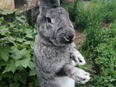 Кролик чистопор. серый великан 8 мес