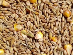 Зерносмесь пшеница-овес-ячмень-кукуруза