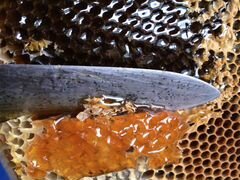 Алтайский мед от пчеловода(опт,розница)