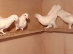 Бакинские широкохвостые голуби