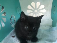 Чёрный котенок