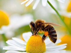 Пчелы опыление