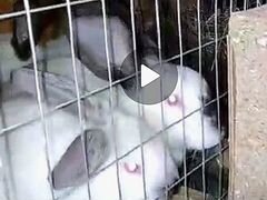 Продам кроликов