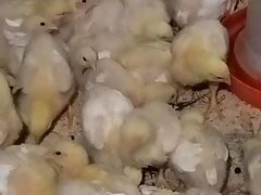 Цыплята бройлерные