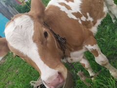 Телочка от молочной коровы
