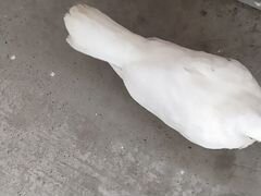 Белый голубь, ручной