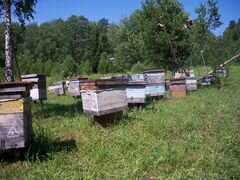 Пчелопродукция новый урожай