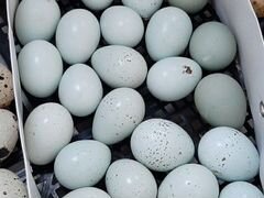 Инкубационные яйца перепела Селадон