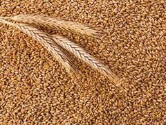 Смесь ячменя с пшеницей(суржа)
