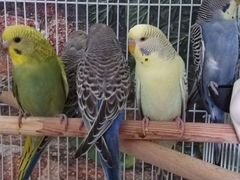 Волнистые попугаи птенцы
