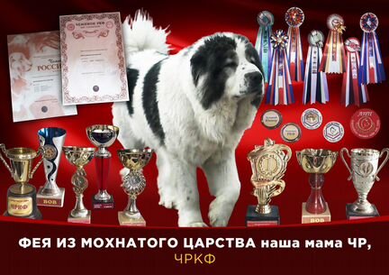 Продам чистокровных щенков Кавказской Овчарки