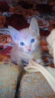 Золотой котик с голубыми глазами