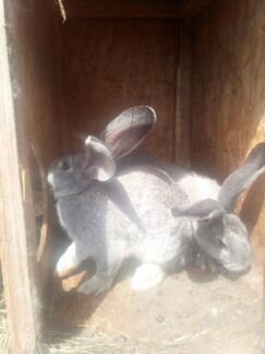 Продам кроликов с домиками