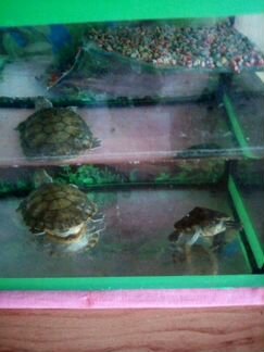Черепахи красноухие, 2шт