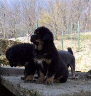 Продам щенка тибетского мастифа