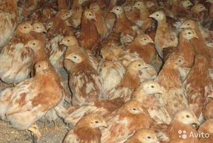 Цыплята Ломан браун,подрощенные,3х месячные,самовы