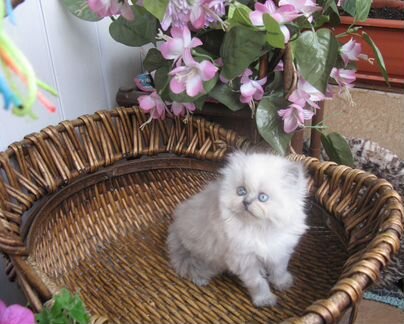 Продается персидский классический котенок