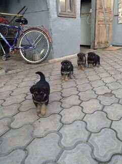 Немецкие щенки