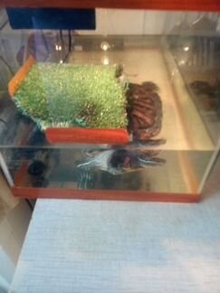 Черепашка с аквариум