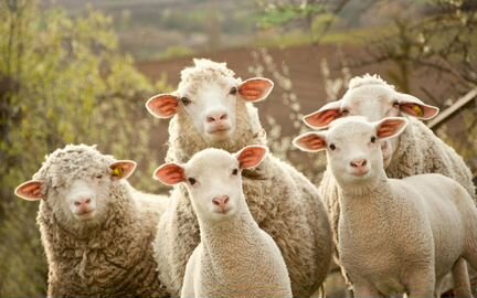 Продаются овцы и бараны