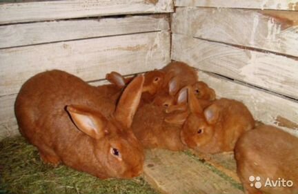 Кролики красные новозеландские