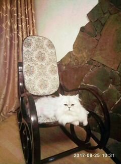 Пропал персидский кот