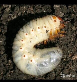 Личинки майского жука