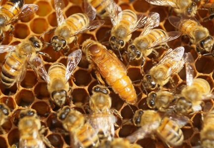 Пчелопакеты, пчелосемьи, матки, пчелы