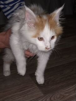 Кот породы Мейн-кун 3 месяца